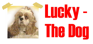 Lucky - The Dog